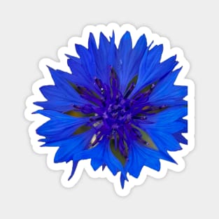 Cornflower Royal Blue Flower Magnet