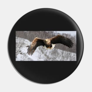 White tailed eagle Pin