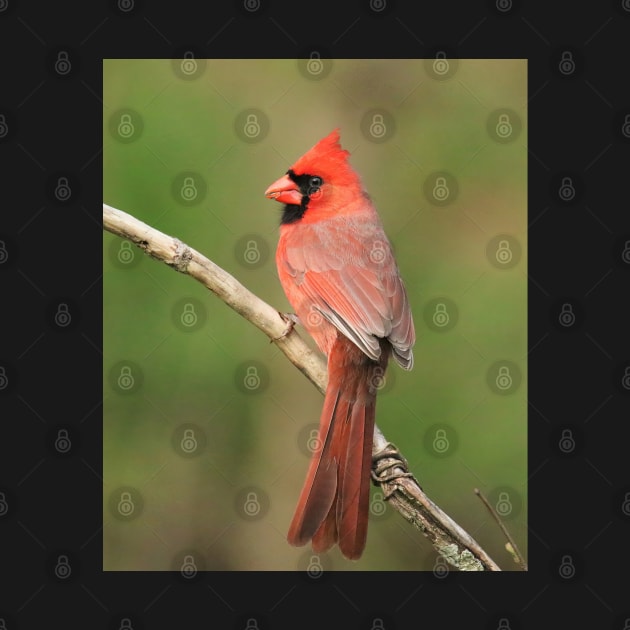 Northern Cardinal by BirdsnStuff