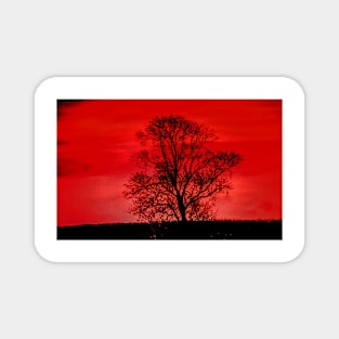 Winter Soltice sunset Tree Magnet