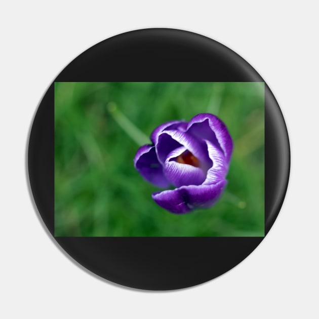 Single purple crocus Pin by HazelWright