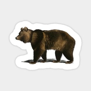 Vintage brown bear Magnet