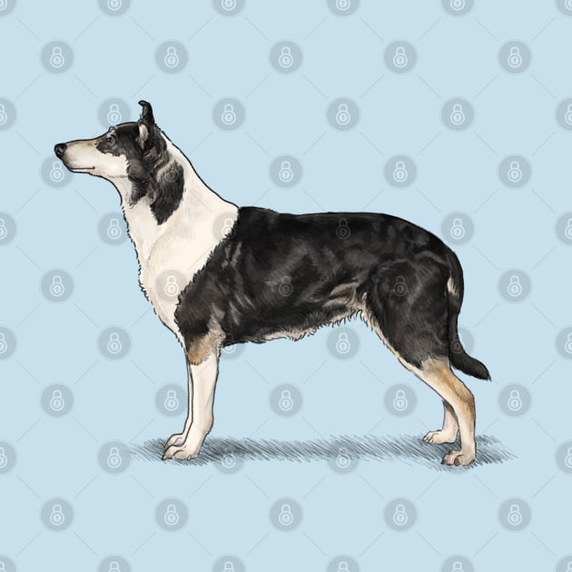 The Tri Colour Smooth Collie by Elspeth Rose Design