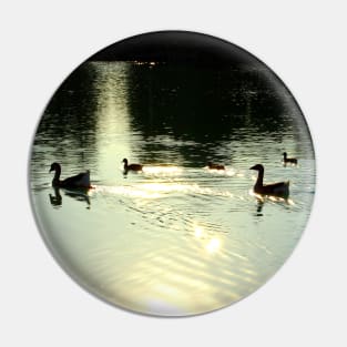 Scene from Santarelli lakes with two geese and three ducks swimming and leaving golden trails in the lucent waters Pin