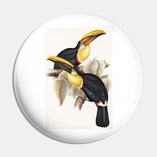 Lemon-Rumped Toucan Art Print 1833-1835 John Gould Vintage Reproduction Pin