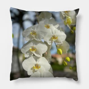 White Orchid With Yellow Pillow