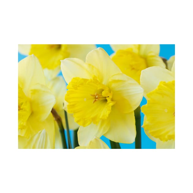 Narcissus  &#39;Saint Patrick&#39;s Day&#39;   Division 2 Large-cupped Daffodil by chrisburrows