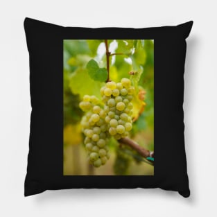 Ripening grapes on the vine Pillow