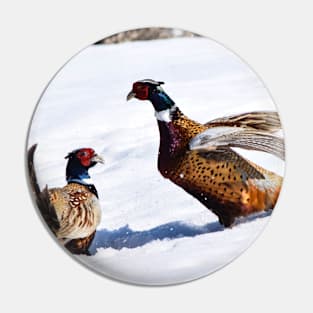 Fighting Pheasants. Pin