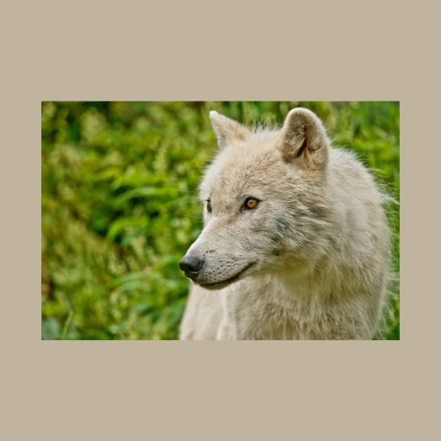 Arctic Wolf by jaydee1400