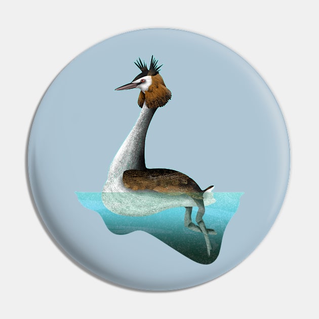 Australasian crested grebe swimming Pin by mailboxdisco