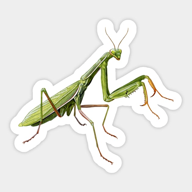 Praying Mantis - Praying Mantis - Sticker | TeePublic