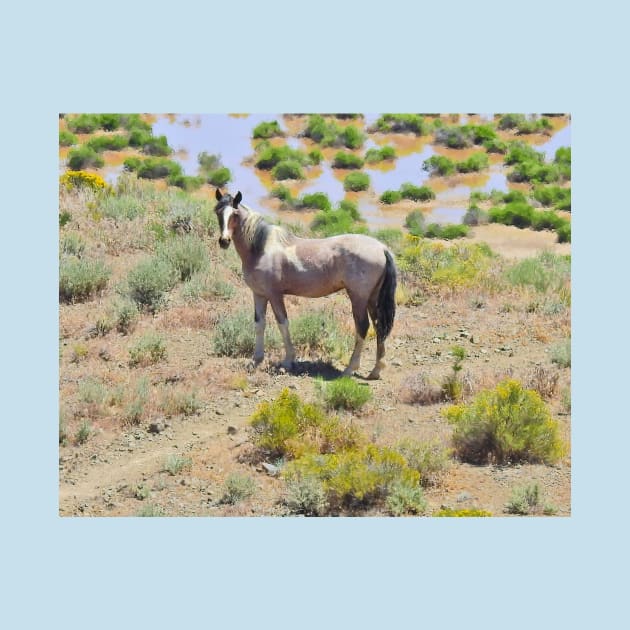 Wild horses, mustangs, Nevada, Standing Proud by sandyo2ly