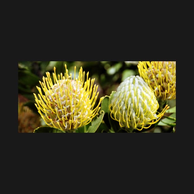 Proteas, Kirstenbosch Gardens, South Africa by Carole-Anne