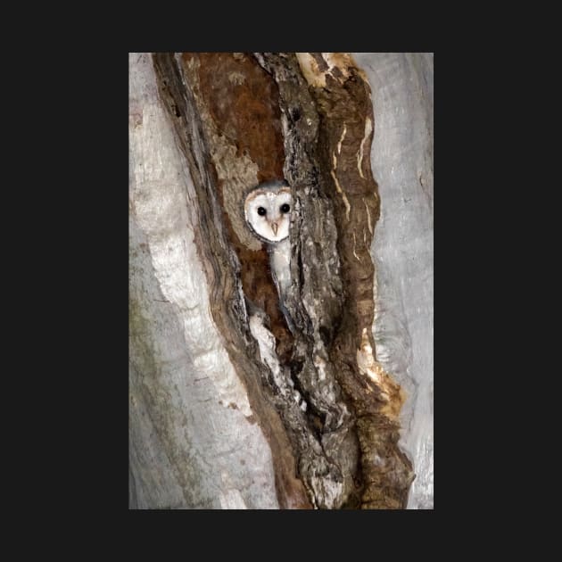 Barn Owl Peekaboo by AndrewGoodall