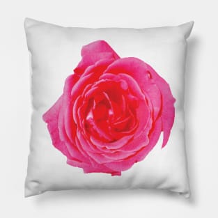 Beautiful big red rose Pillow