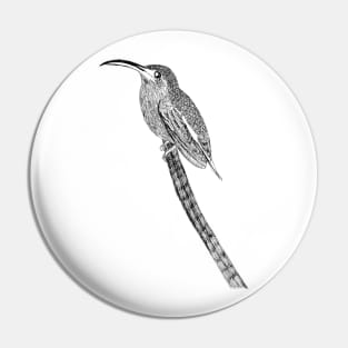 Bard tailed barb throat dark bird Pin