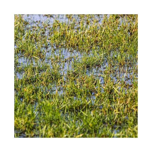 wet grass by YellowParty