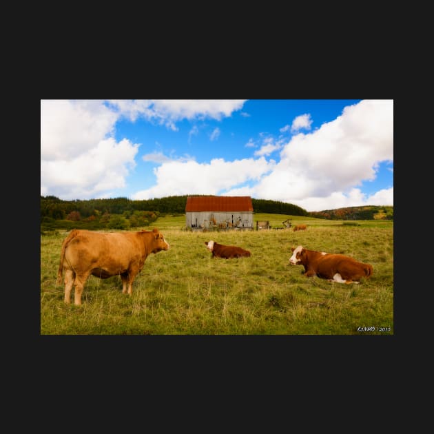 Cows of Mabou by kenmo