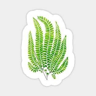 Rough maidenhair fern botanical illustration Magnet