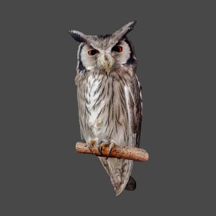 White Faced Scops Owl T-Shirt