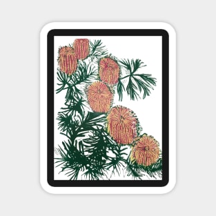 Birthday Candlestick Banksia. a 4 colour reduction linocut by Geoff Hargraves Magnet