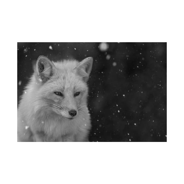 White Fox by jswolfphoto