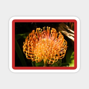 Protea Pincushion Magnet