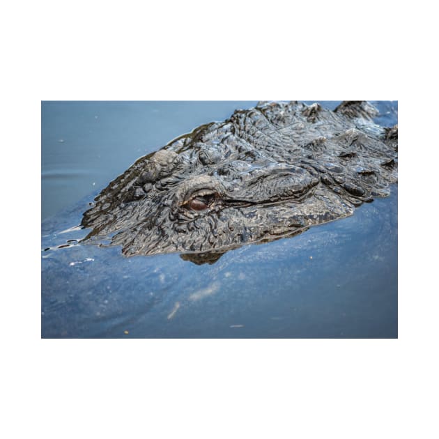 Big Mama alligator by KensLensDesigns