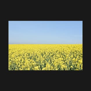 Rapeseed field, Tillingham, Essex T-Shirt