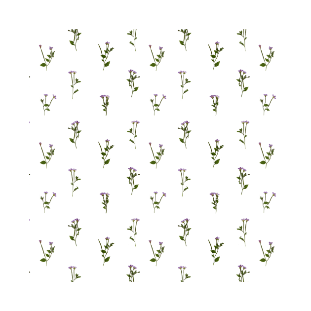 PRESSED FLOWERS - Chickweed Willowherb - Open by crumpetsandcrabsticks