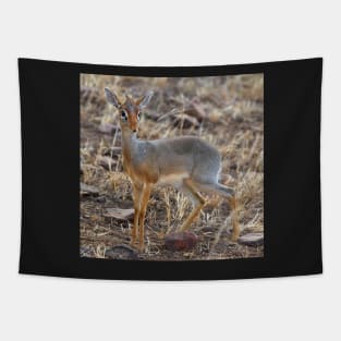 Dikdik, Serengeti, Tanzania. Tapestry