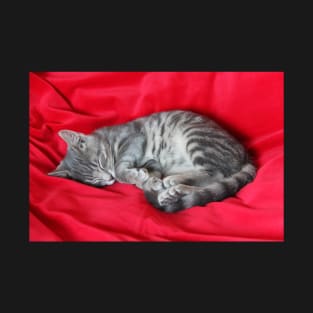 Sleeping Cat on Red Scarf T-Shirt