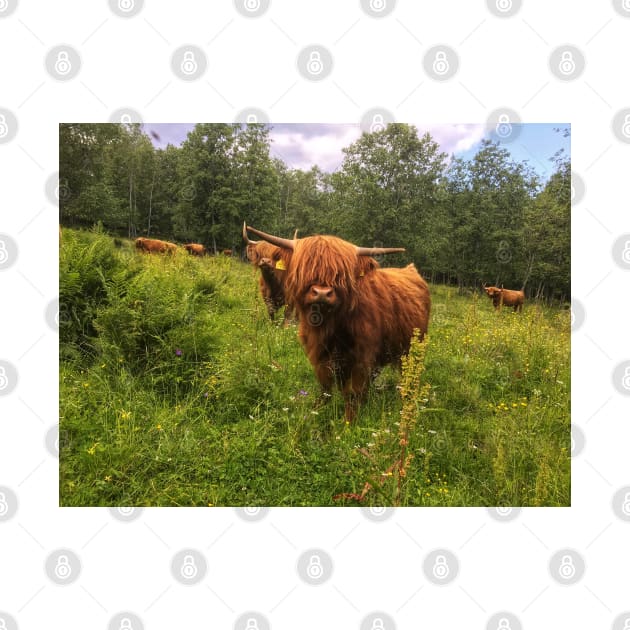 Scottish Highland Cattle Calf 2031 by SaarelaHighland