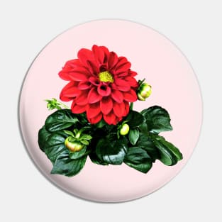 Red Dahlia Dahlinova Pin