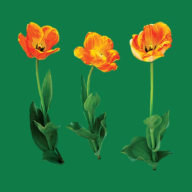 Three Tulips in a Row by SusanSavad