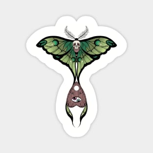 Comet Moth Magnet