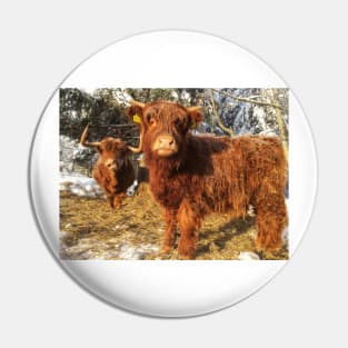 Scottish Highland Cattle Cow and Calf 1905 Pin