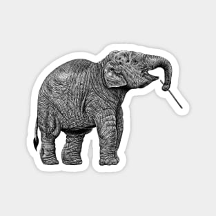 Baby Asian elephant Magnet