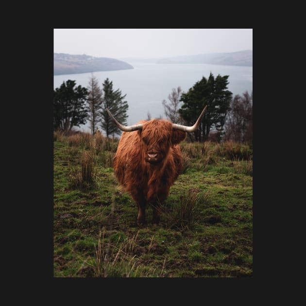 Moody Photograph of Highlands cattle with fjord in the back by Danny Wanders