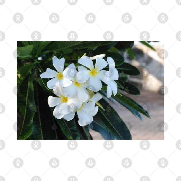 Frangipani or Yellow and White Flower Barbados Spring by zwrr16