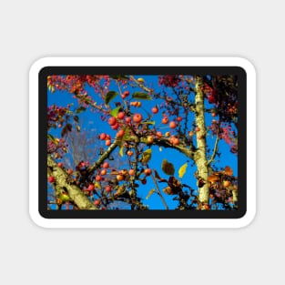 Crab Apples Against Bright Blue Sky Magnet