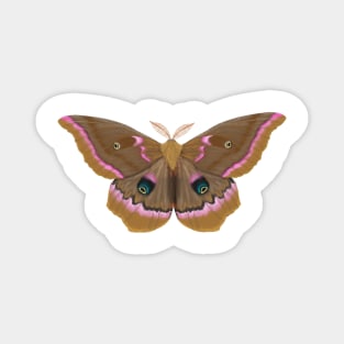 Polyphemus Moth Magnet