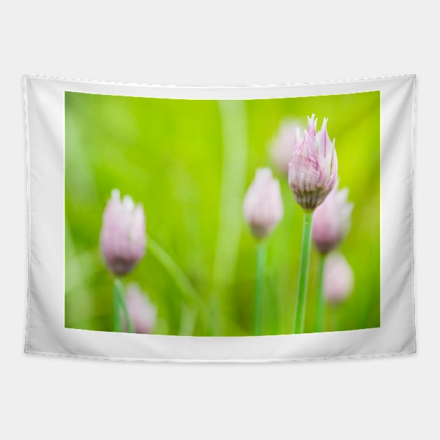 Chives Flower Buds Tapestry by ansaharju