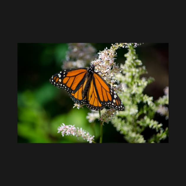 Monarch on a pretty white flower by iyd39