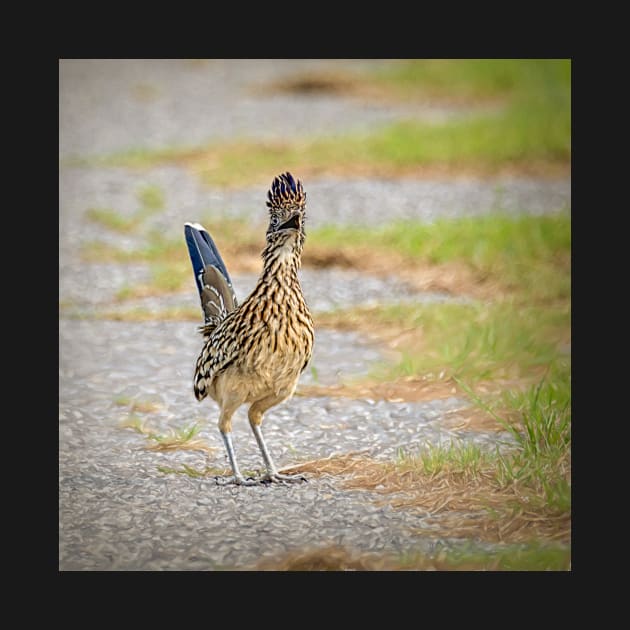 One Very Surprised  Roadrunner by Debra Martz by Debra Martz