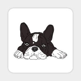 White and black french bulldog Magnet