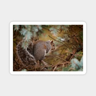 Gray Squirrel Magnet