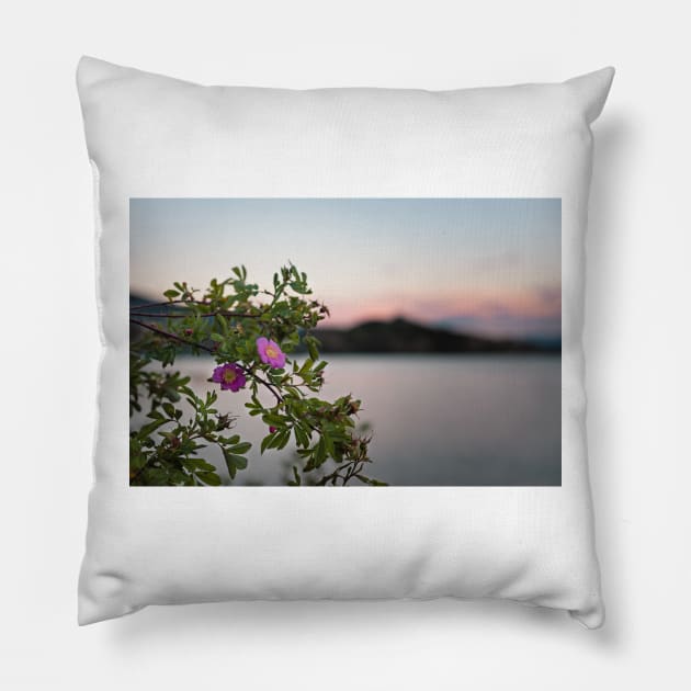 Wild Roses at Summer Sunset on Okanagan Lake Pillow by Amy-K-Mitchell