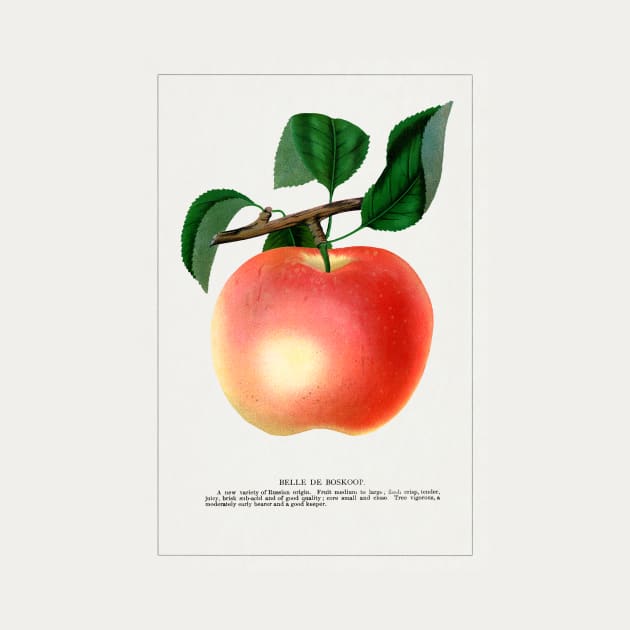 Belle De Boskoop Apple Lithograph (1900) by WAITE-SMITH VINTAGE ART